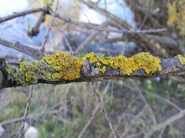 Xanthoria parietina da confermare